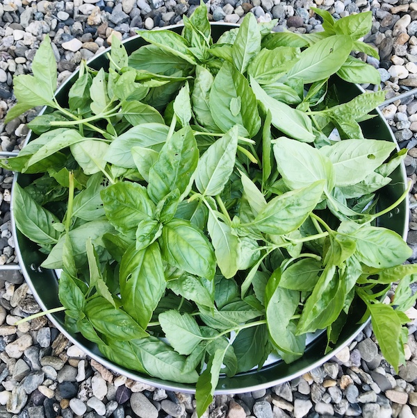 basil pesto recipe