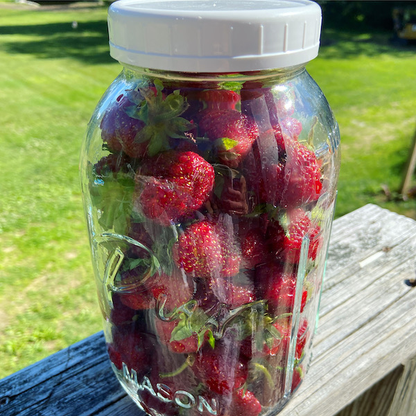 hot to keep strawberries fresher longer