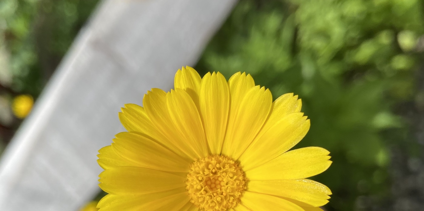 Benefits of Calendula