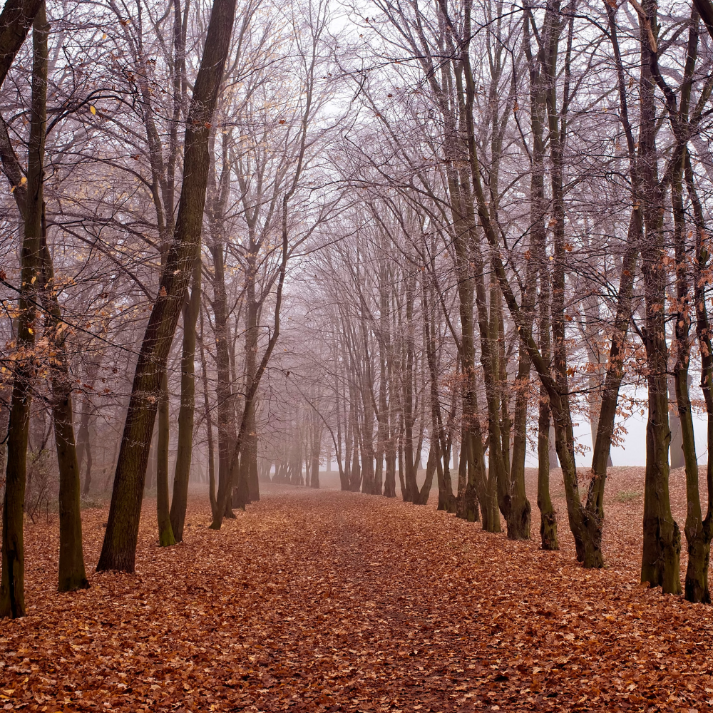 November mindfulness